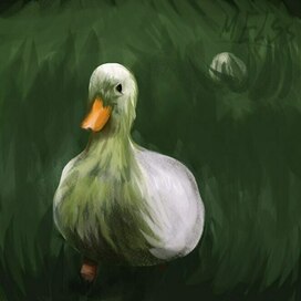 Duck in the grass