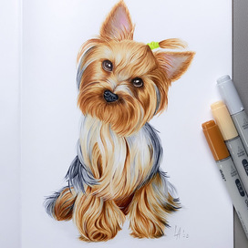 Yorkshire terrier 