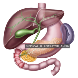 General Liver and biliary tract Anatomy