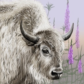 White bison