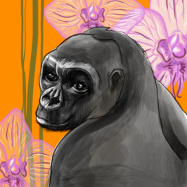 Gorilla