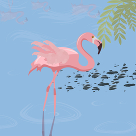 Flamingos in the water