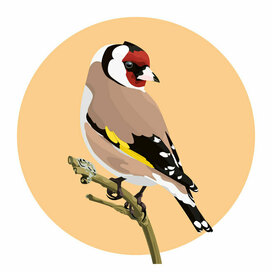 Goldfinch