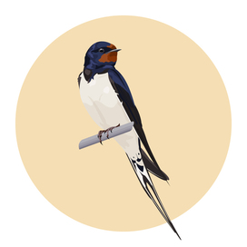 Barn Swallow