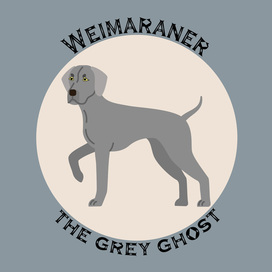 Weimaraner