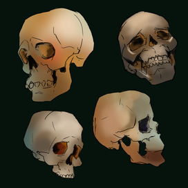 Skulls