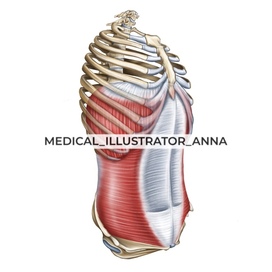 The relationship of the diaphragm, abdominal muscles and pelvic floor