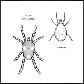 Order, rendering for a scientific website. Bedbug.