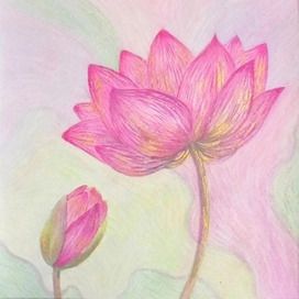 Pink lotus