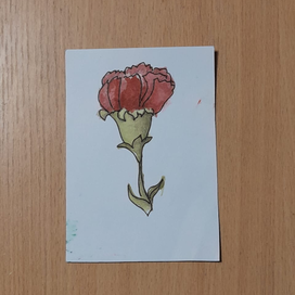 Цветок Гвоздика
