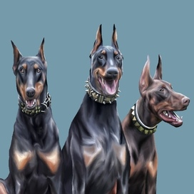 dobermans