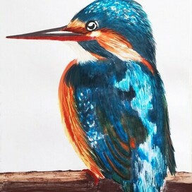 Kingfisher