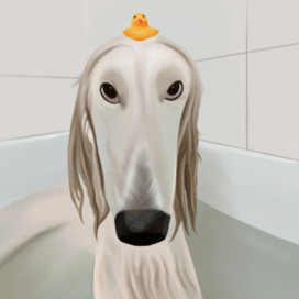 Afghan Hound