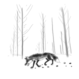 Fox in the forest