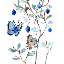 The blueberry and Polyommatus icarus