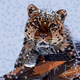 The Far Eastern Leopard