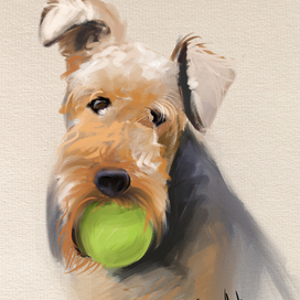 Airedale