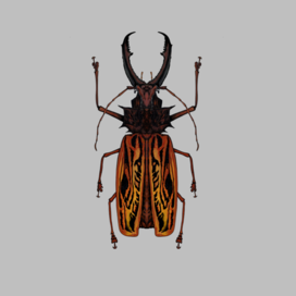 Insects -Macrodontia cervicornis