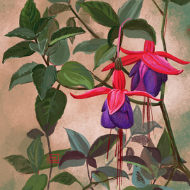 fuchsia