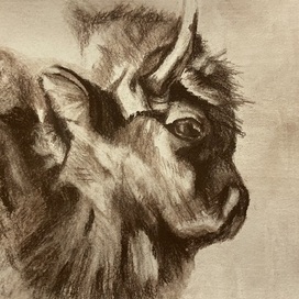 Buffalo 