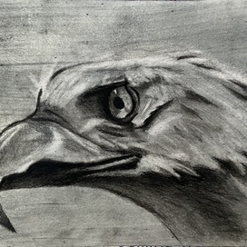 An eagle 