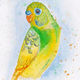 budgie