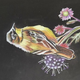 A bird 