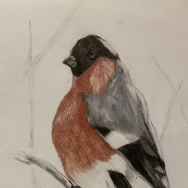 A bullfinch