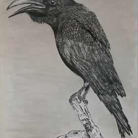 Crow