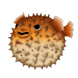 Bob the fugu fish