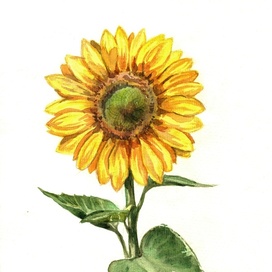 The sunflower, watercolour sketch