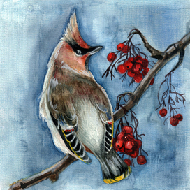 The waxwing, watercolour illustration 