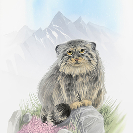 Manul (Pallas’s cat)