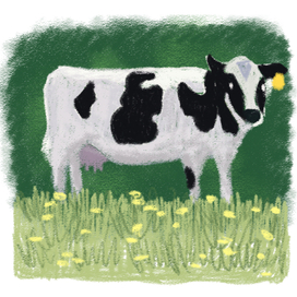 Cow in a field of dandelions