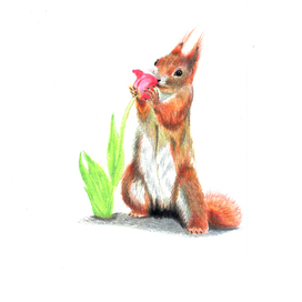 Squirrel