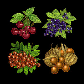 Berries. Color engraving.