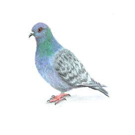 Pigeon