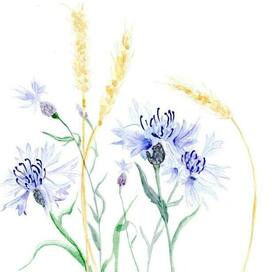 Cornflowers