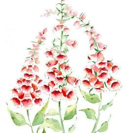 Foxglove flower in watercolor