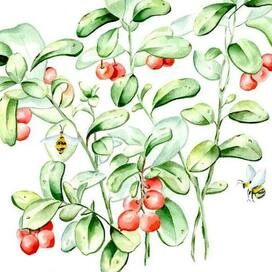 Watercolor lingonberries