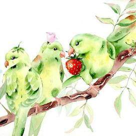 Green parrots