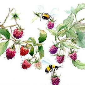 Watercolor blackberries