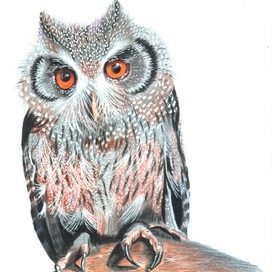 Owl