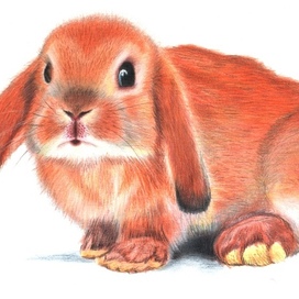 Rabbit