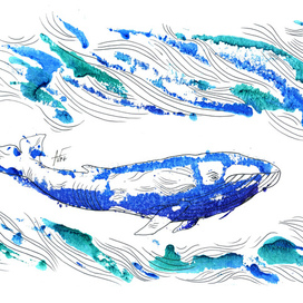 monotypic whale (A4)