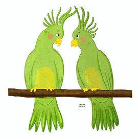 Parrots character design. Children book illustration. Jungle.