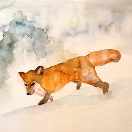 fox