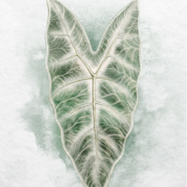 watercolor alocasia