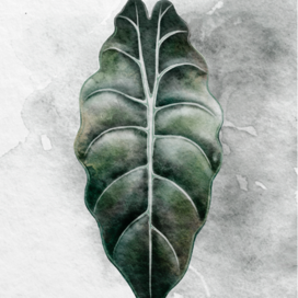 watercolor alocasia