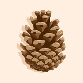 Fir cone